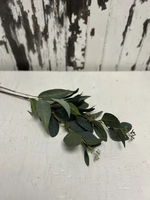 FLORAL: Eucalyptus stems mixed x2
