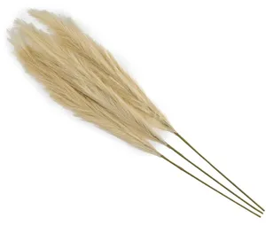 FLORAL: Pampas grass 43
