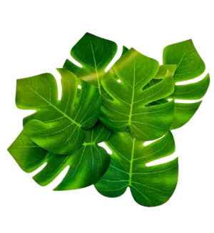 Tropical green leaves