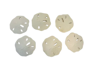 Sand dollars