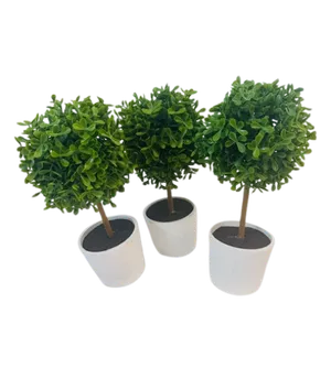 Small round topiaries