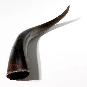 Dark Colored Brown or Gray Buffalo Horn