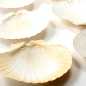Polished Lions Paw Scallop Shell Large Seashells White, Orange and Rust color - 6.5