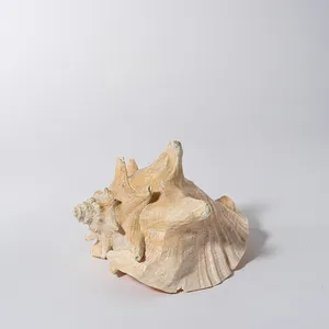 Giant Conch Shell - 7.5