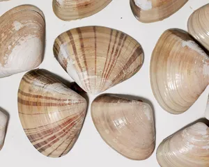 Natural Banded Clam Shells Coastal Beach Collection