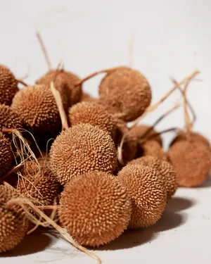 Dried Sycamore Seed Ball Cluster Natural Botanical, Ephimera, seed pod, texture