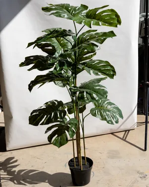 Faux Monstera plant, commonly known as a Swiss Cheese Plant