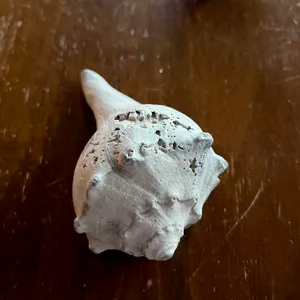 Conch Shell