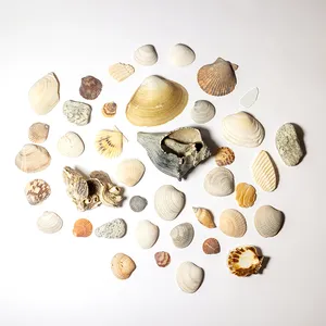 Large Bag Collection of Sea Shells