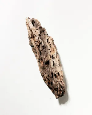 Rustic Weathered Tree Bark Natural Woodland Fragment California Driftwood 14