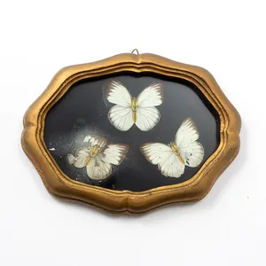 Framed Butterfly Taxidermy wall art, unique table ware - 8