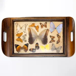 Antique Italian Inlaid Wood Tray Butterfly Specimen Moth Insect Curiosity Taxidermy
