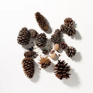 Natural Found in Nature Pinecones
