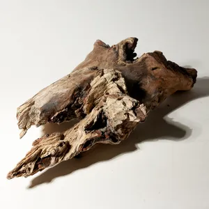 Rustic Weathered Tree Bark Natural Woodland Fragment California Driftwood 6