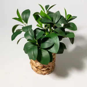 Artificial Peperomia Plant in Natural Wicker Basket