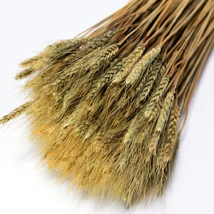 Wheat Sheaves Bundle