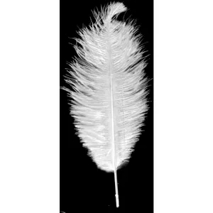 White Ostrich Feathers
