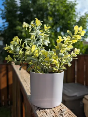 D25 faux plant in white pot
