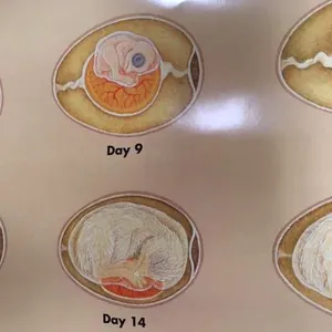 Posters-Chick Development