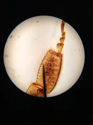 Slides: Honeybee Leg w.m.