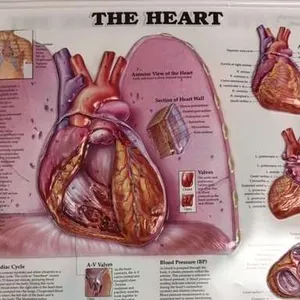 Posters-Heart (3D)