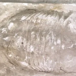 Fossils-Trilobite F, (Large, white)