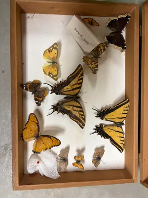 Butterflies - specimen