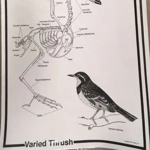 Posters-Owl Pellet dissection Varied Thrush Skeleton