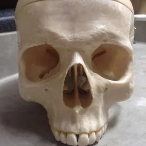 Skulls-Human Skull