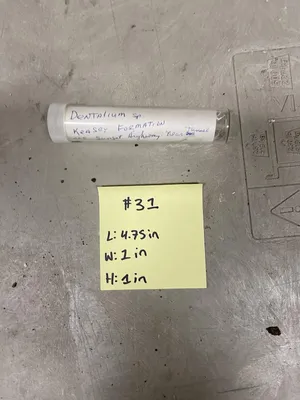 Dentalium