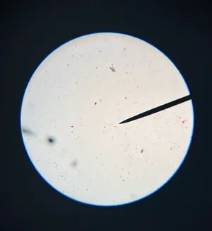 Slides_Bacteria Types w.m. 
