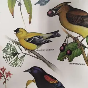 Posters-Birds, 