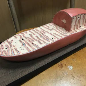 Models-Mitochondria