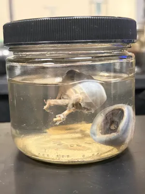 Dogfish Shark Brain & Eyes 
