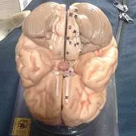 Models-Brain, Somso