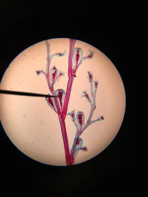 Slides: Obelia, w.m. (cnidarian)