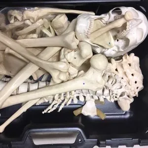 Anatomy-Disarticulated Human Skeleton Plastic 