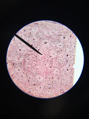 Slides: Mammal compact bone ground, c.s.