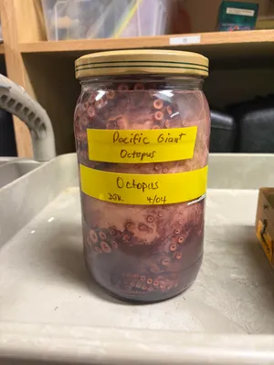 Pacific Giant Octopus - specimen