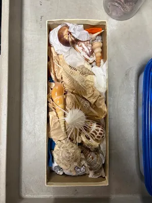 Seashell variety - medium box