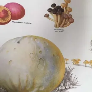 Posters-Fungi, Have fungi but be careful
