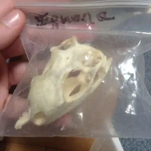 Skulls-Iguana Skull