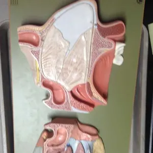 Models-Nose and mouth