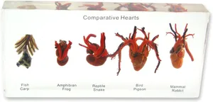 Models-Heart Comparative Anatomy Display