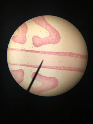 Slides: Olfactory Epithelium sec.