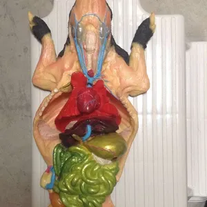 Models-Fetal Pig