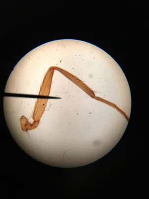 Slides: Musca domestica (housefy) leg, w.m.