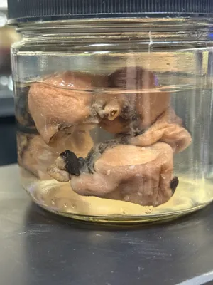 Pregnant Cat Uterus
