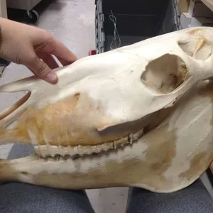 Skull-Horse Skull