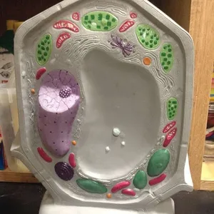 Models-Plant Cell